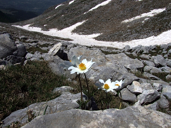 Pulsatilla Alpina / Anemone alpino